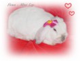 /album/filhotes-mini-lop/fiona-24-04-8-jpg1/
